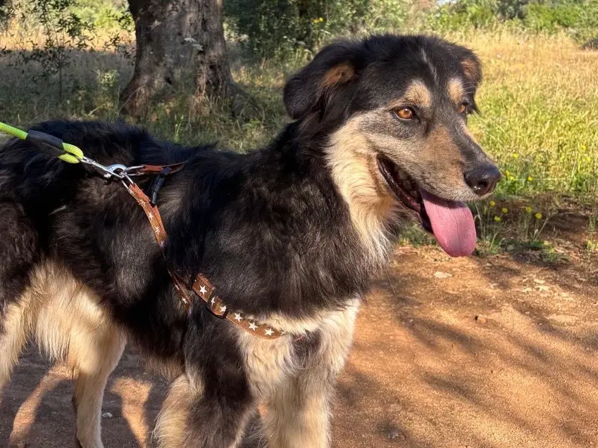 Adotta un cane, maschio, 3 anni e 4 mesi, Taranto