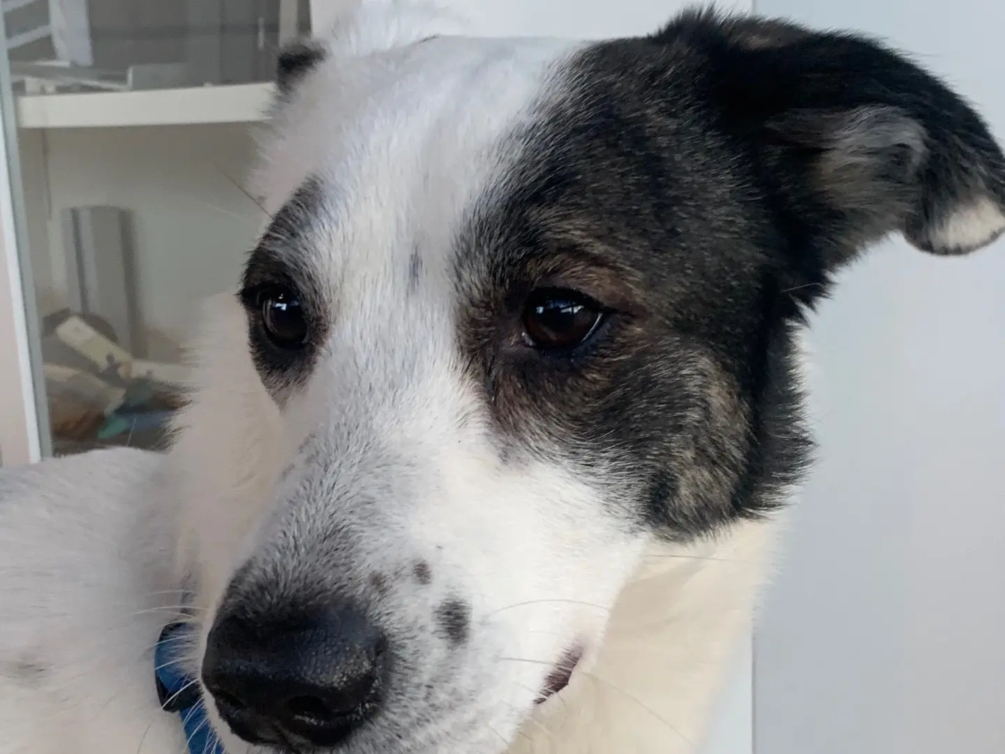 Vuoi adottare un cane a Milano?