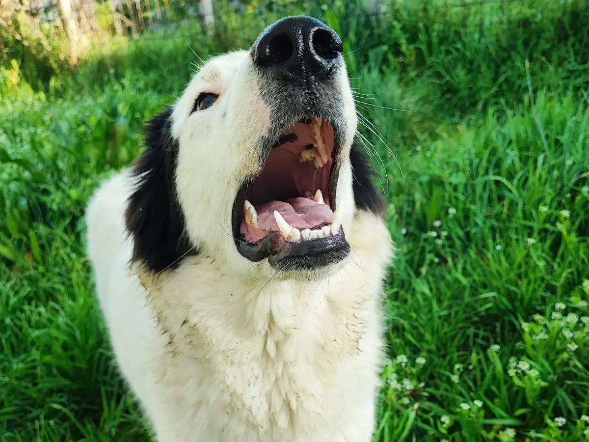 Vuoi adottare un cane a Avellino?