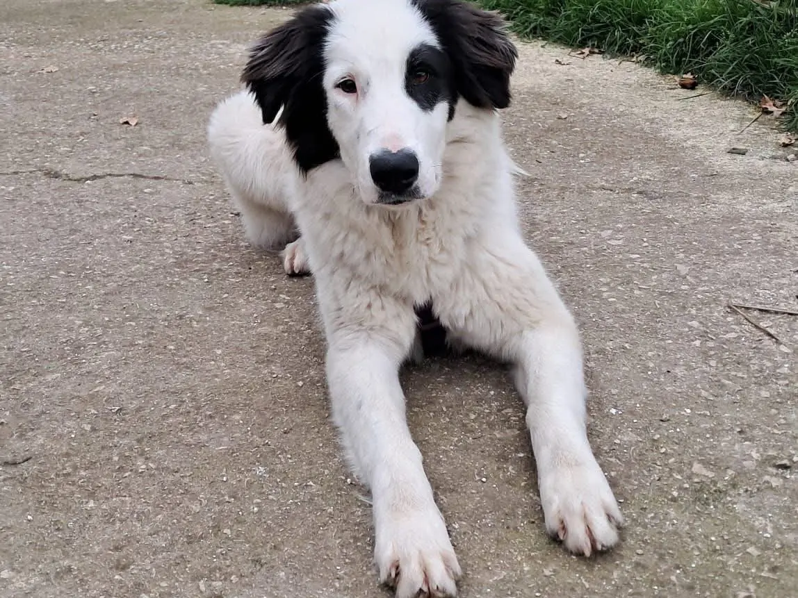 Adozione cane, femmina, Razza sconosciuta Razza sconosciuta, 2 anni e 11 mesi, taglia media, Avellino