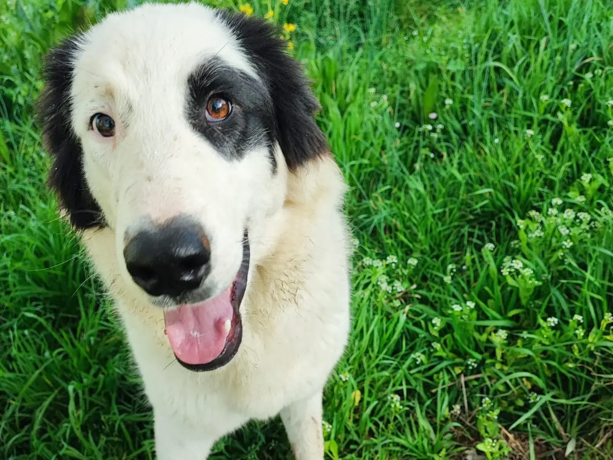 Adotta un cane, femmina, 2 anni e 11 mesi, Avellino