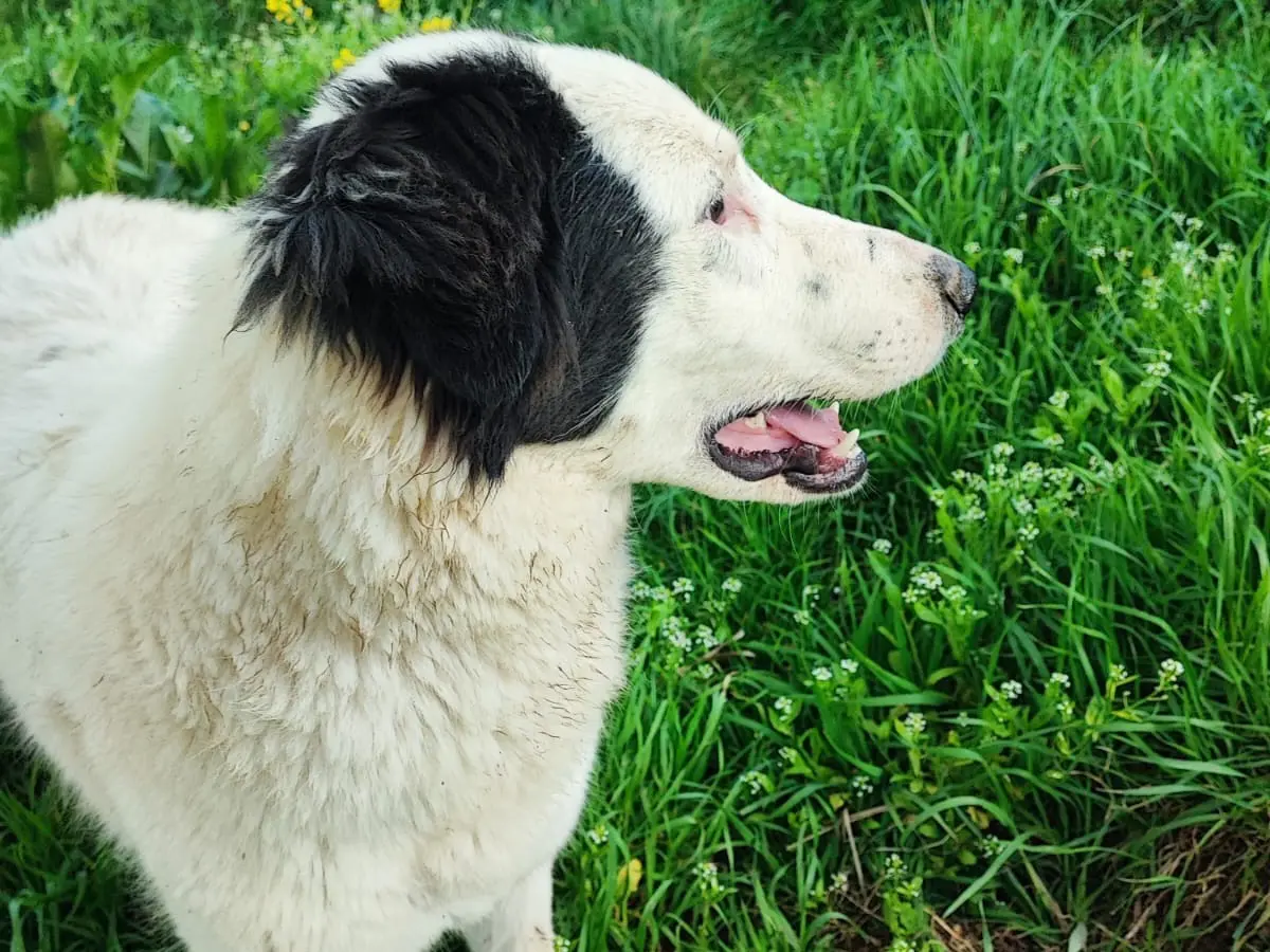 Adotta il cane Trudy a Avellino