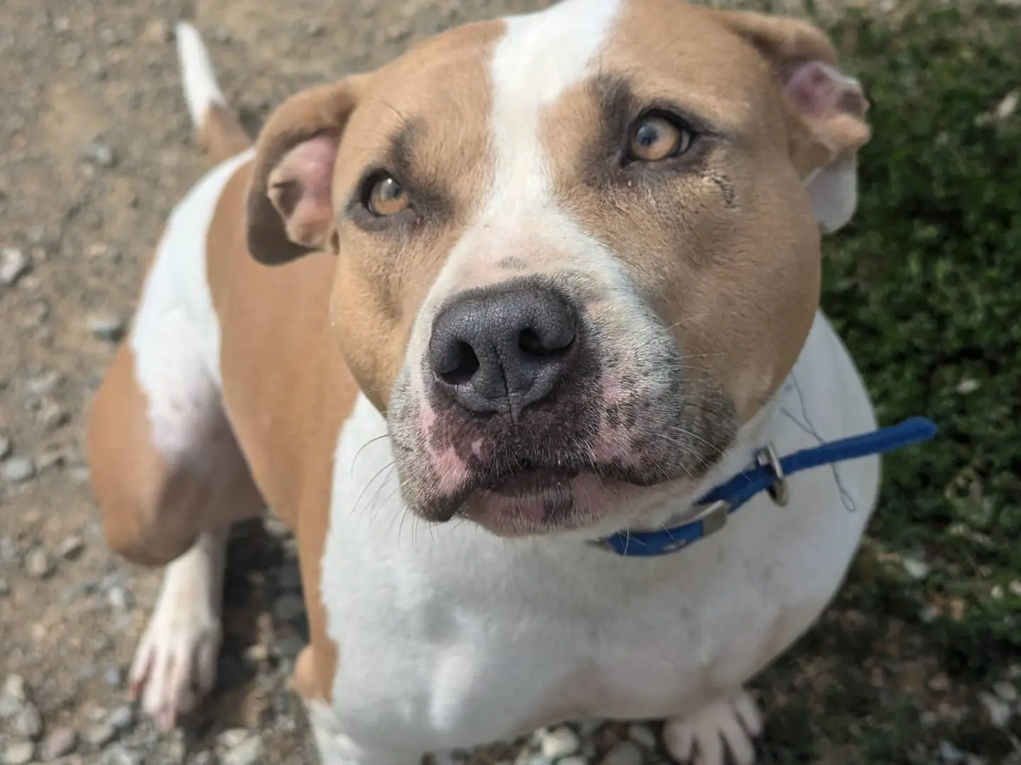 Adozione cane, femmina, American Staffordshire Terrier Razza sconosciuta, 5 anni e 8 mesi, taglia grande, Pisa