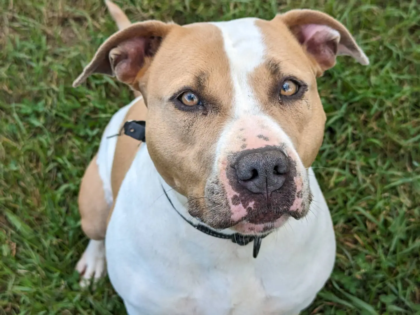 Adotta un cane, taglia grande, femmina, Pisa