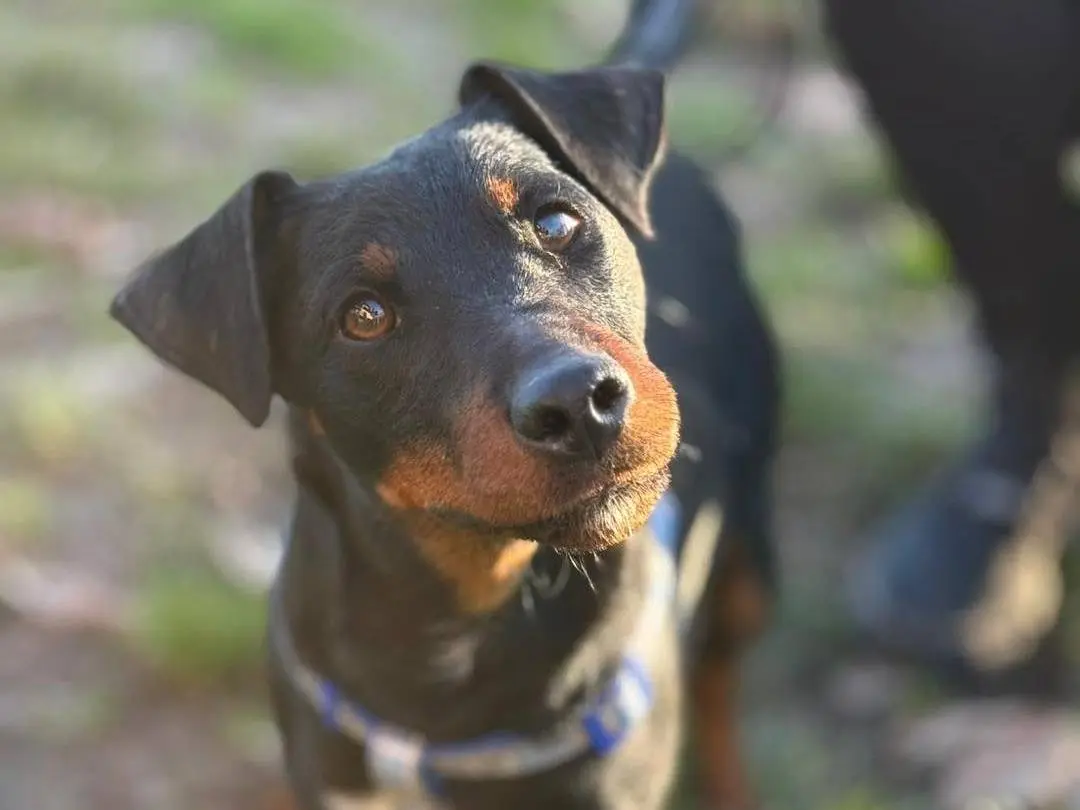 Adozione cane, maschio, Razza sconosciuta Razza sconosciuta, 1 anno e 11 mesi, taglia piccola, Bergamo