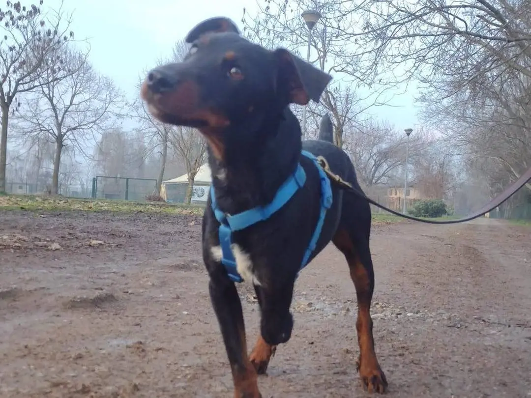 Adotta un cane, maschio, 1 anno e 11 mesi, Bergamo