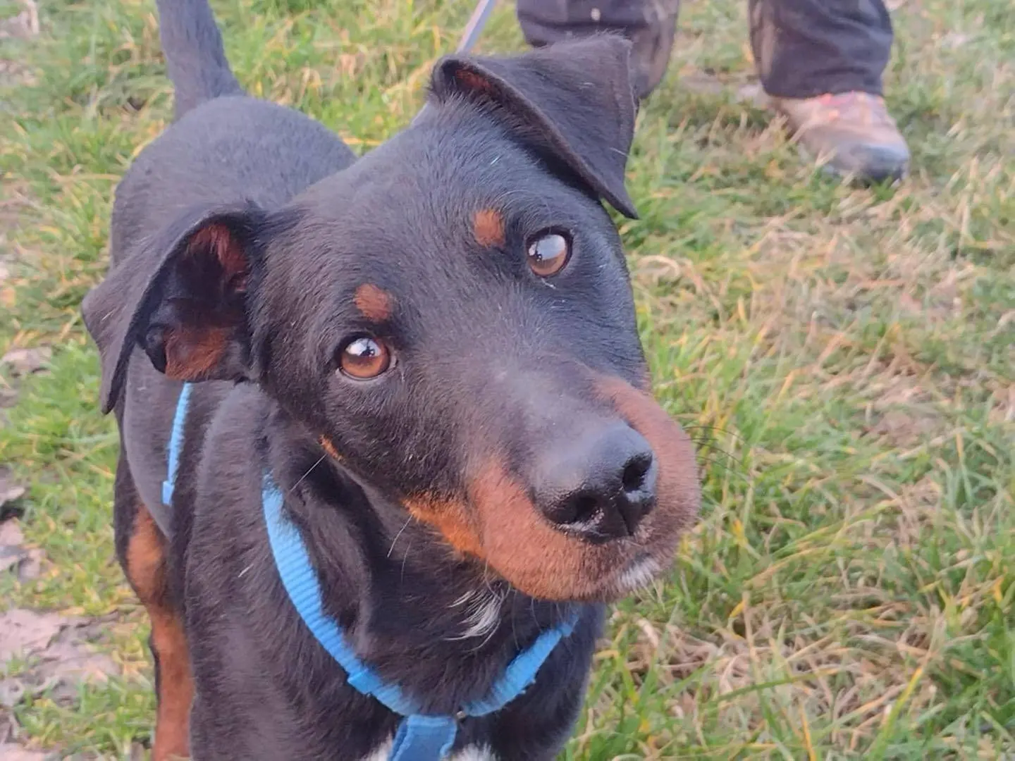 Adotta un cane, taglia piccola, maschio, Bergamo