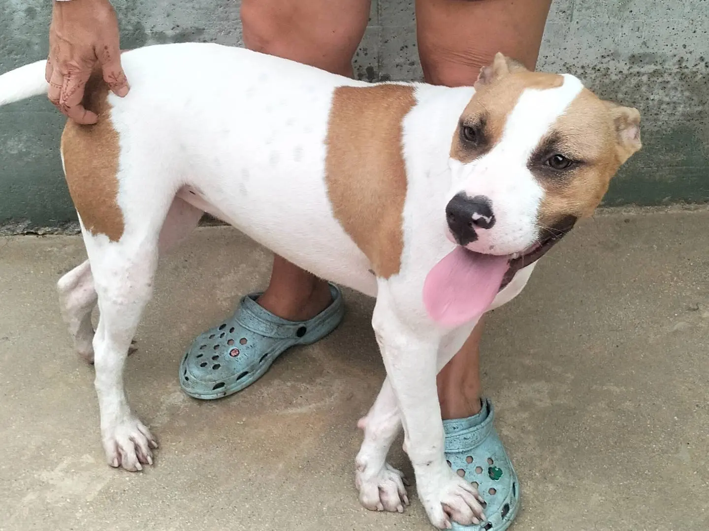 Adotta un cane, taglia media, femmina, Frosinone
