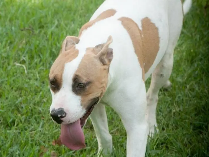 Vuoi adottare un cane a Frosinone?