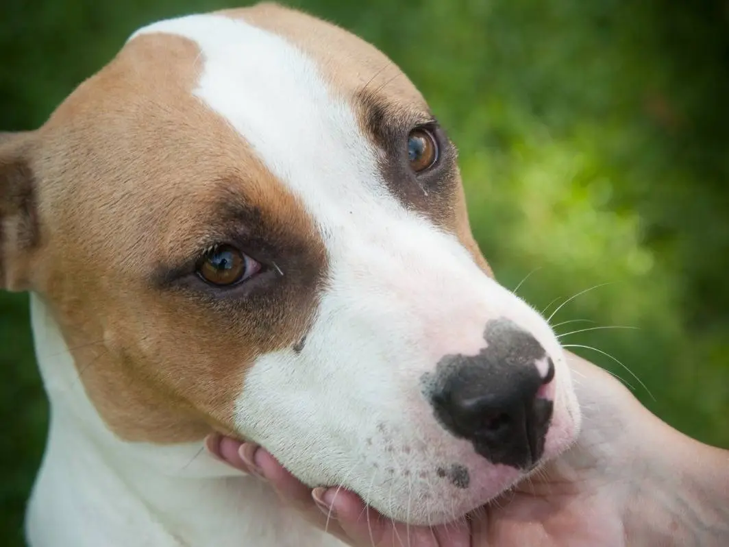Adozione cane, femmina, Razza sconosciuta Razza sconosciuta, 4 anni e 4 mesi, taglia media, Frosinone