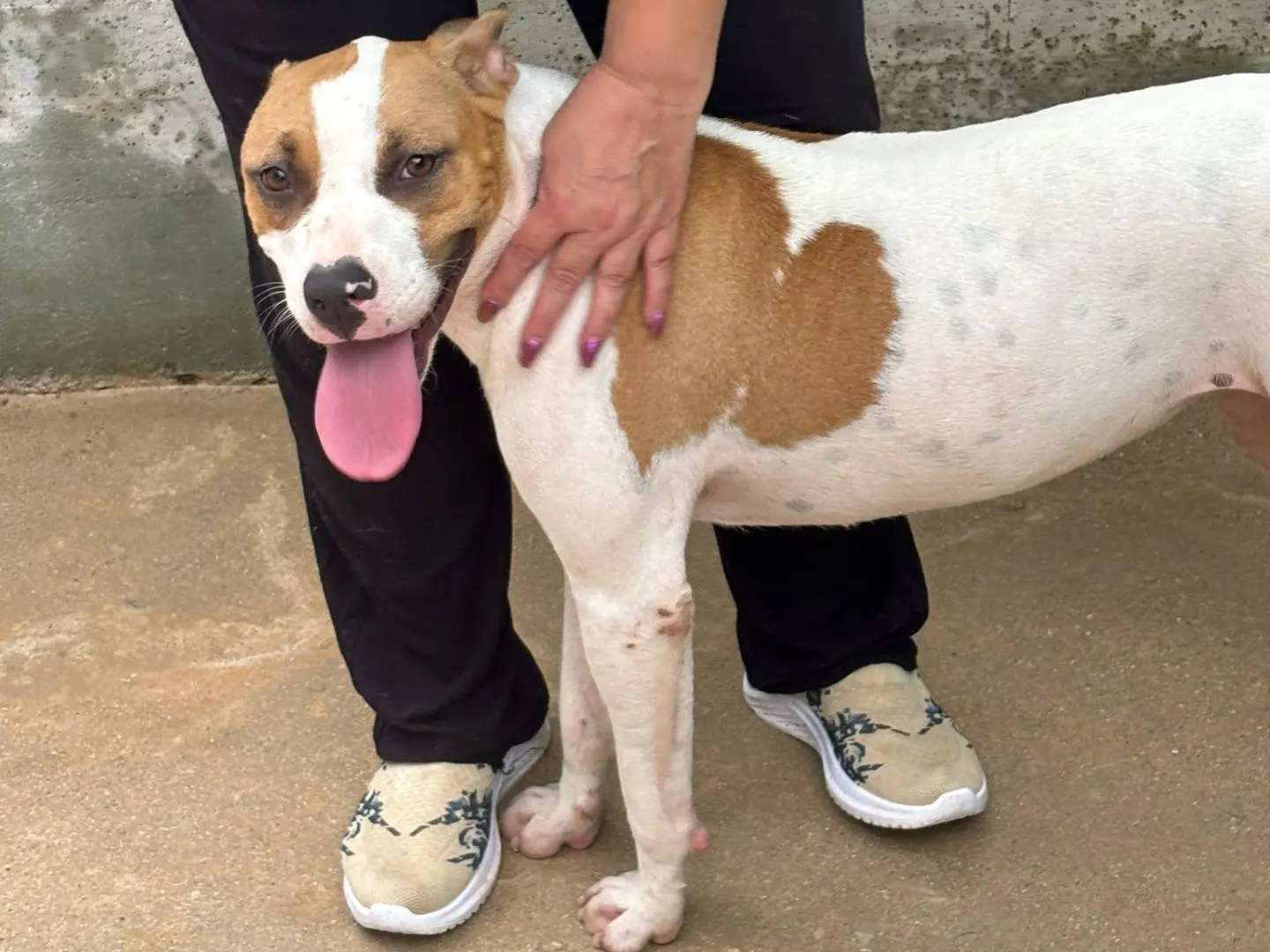 Adotta un cane, femmina, 4 anni e 4 mesi, Frosinone