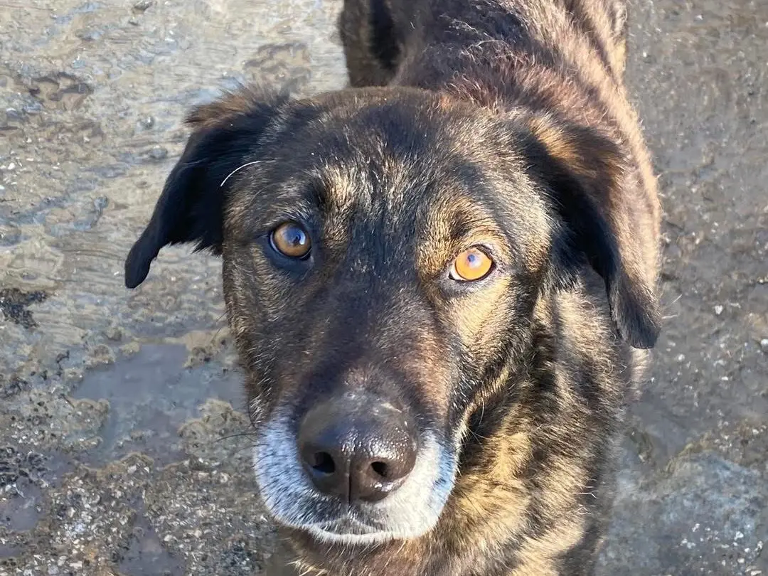 Adozione cane, maschio, Razza sconosciuta Razza sconosciuta, 5 anni, taglia grande, Siracusa