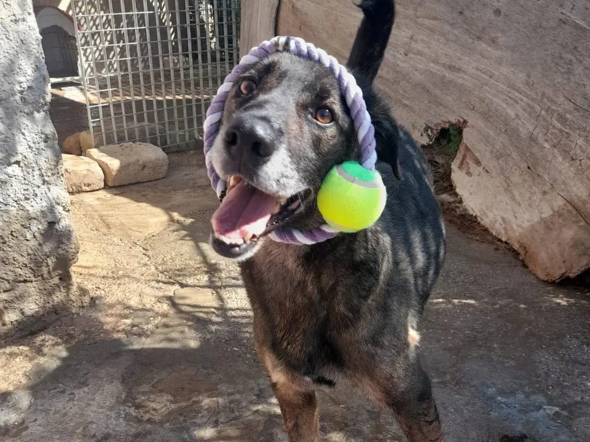 Adotta un cane, maschio, 5 anni, Siracusa