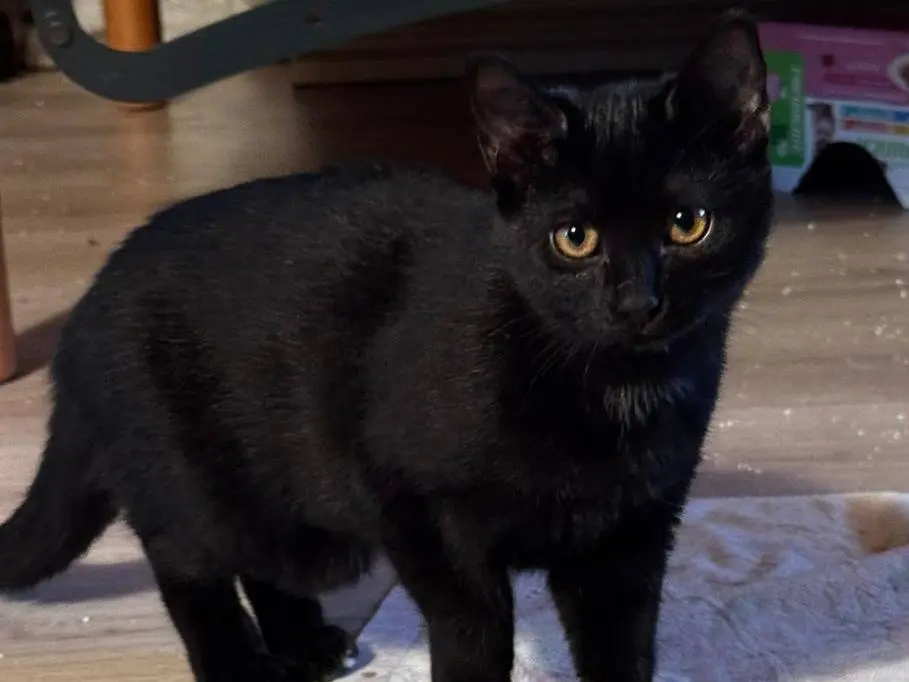 Adotta un gatto, femmina, 1 anno e 2 mesi, Verona