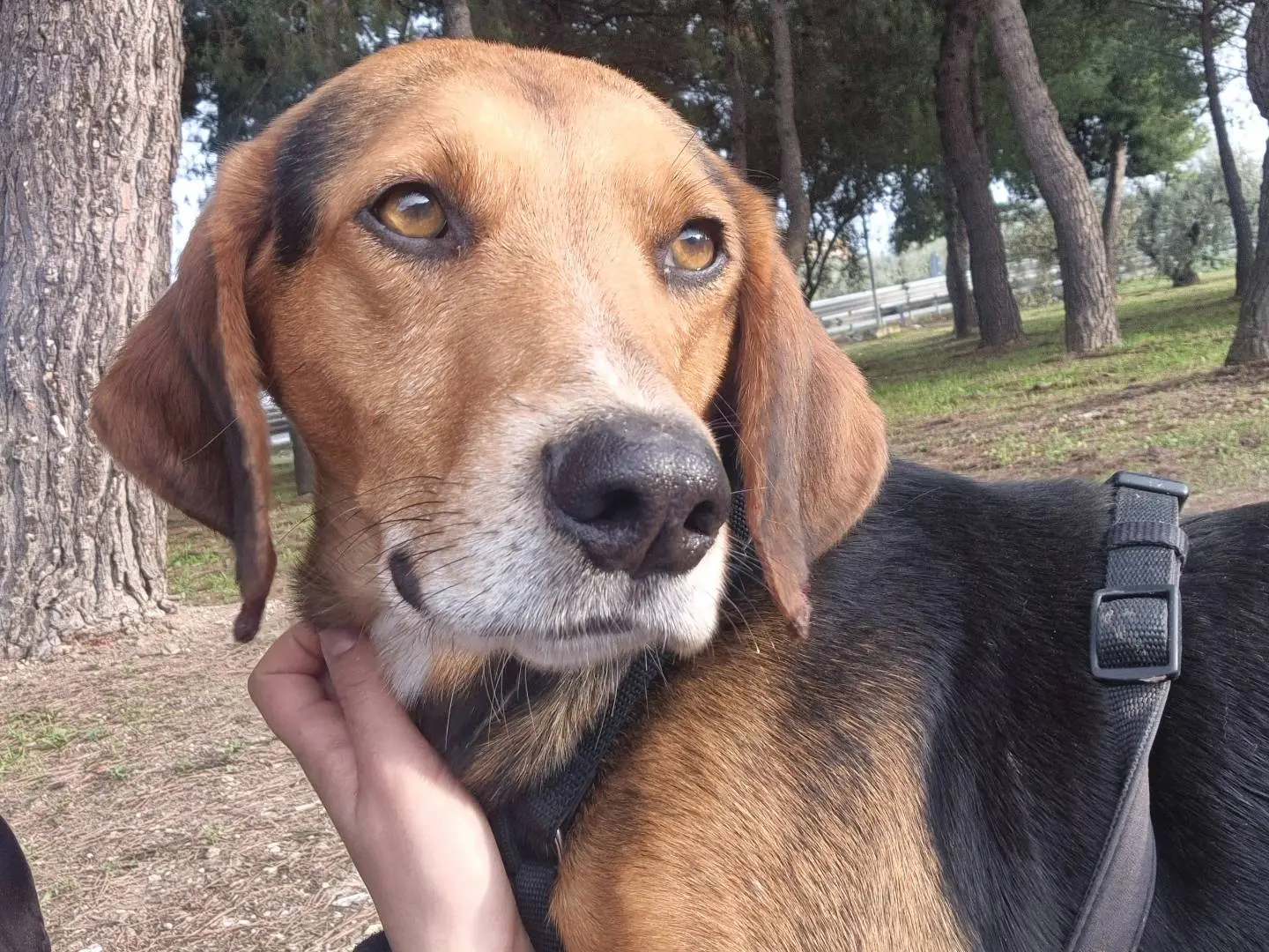 Adotta un cane, maschio, 3 anni e 5 mesi, Barletta