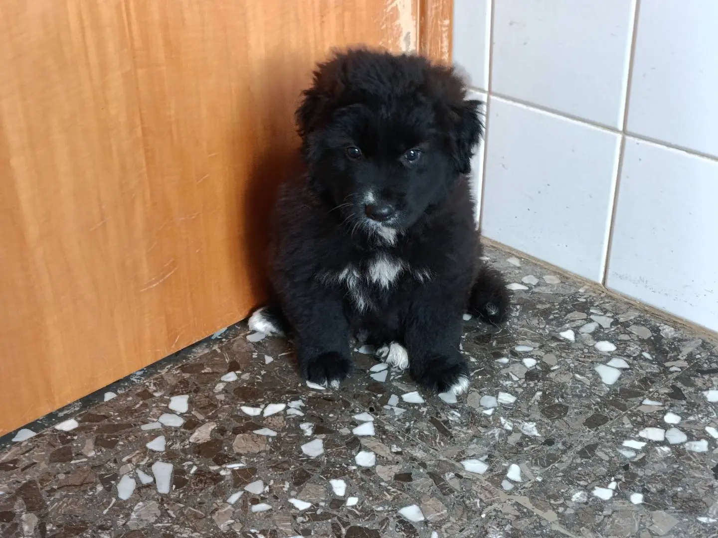 Adozione cane, maschio, Razza sconosciuta Razza sconosciuta, 1 anno e 6 mesi, taglia media, Taranto