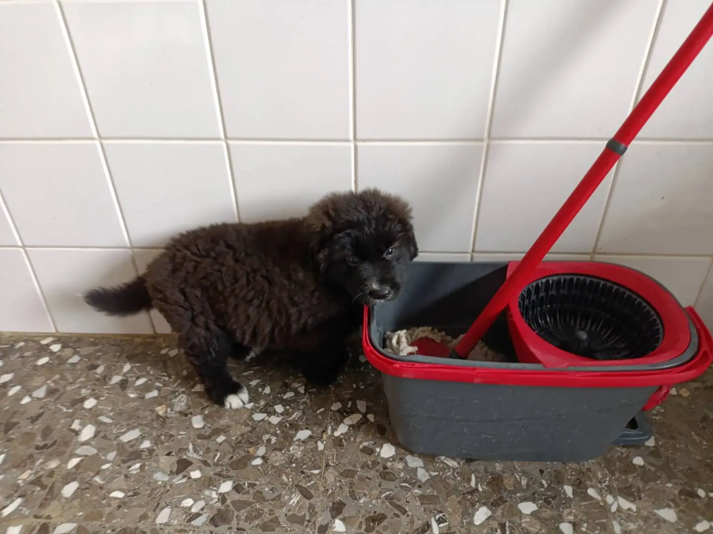 Adotta un cane, maschio, 1 anno e 6 mesi, Taranto