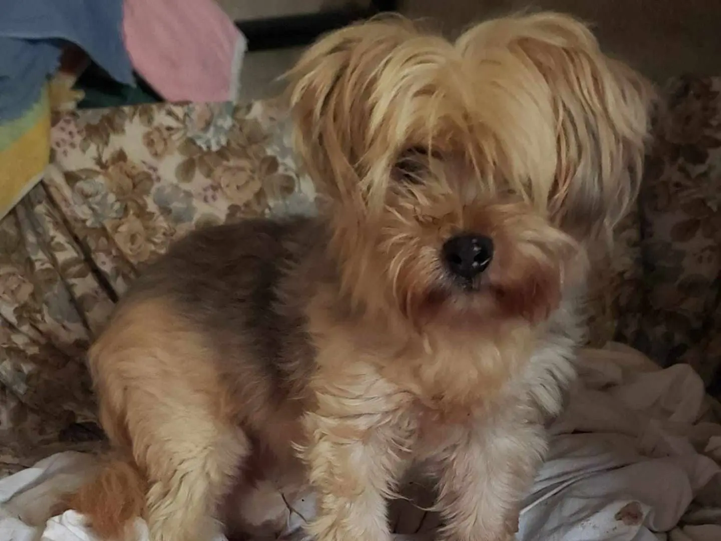 Adotta un cane, taglia piccola, femmina, Como