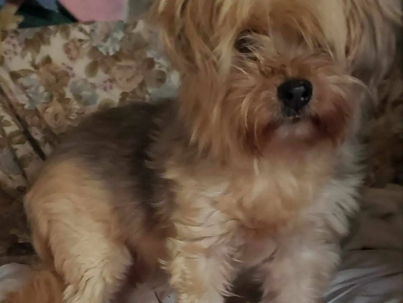 Adozione cane, femmina, Razza sconosciuta Razza sconosciuta, 16 anni e 9 mesi, taglia piccola, Como