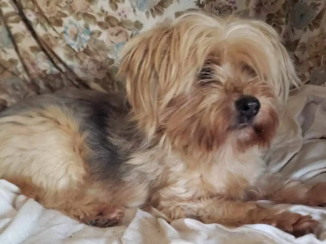 Adotta un cane, femmina, 16 anni e 9 mesi, Como