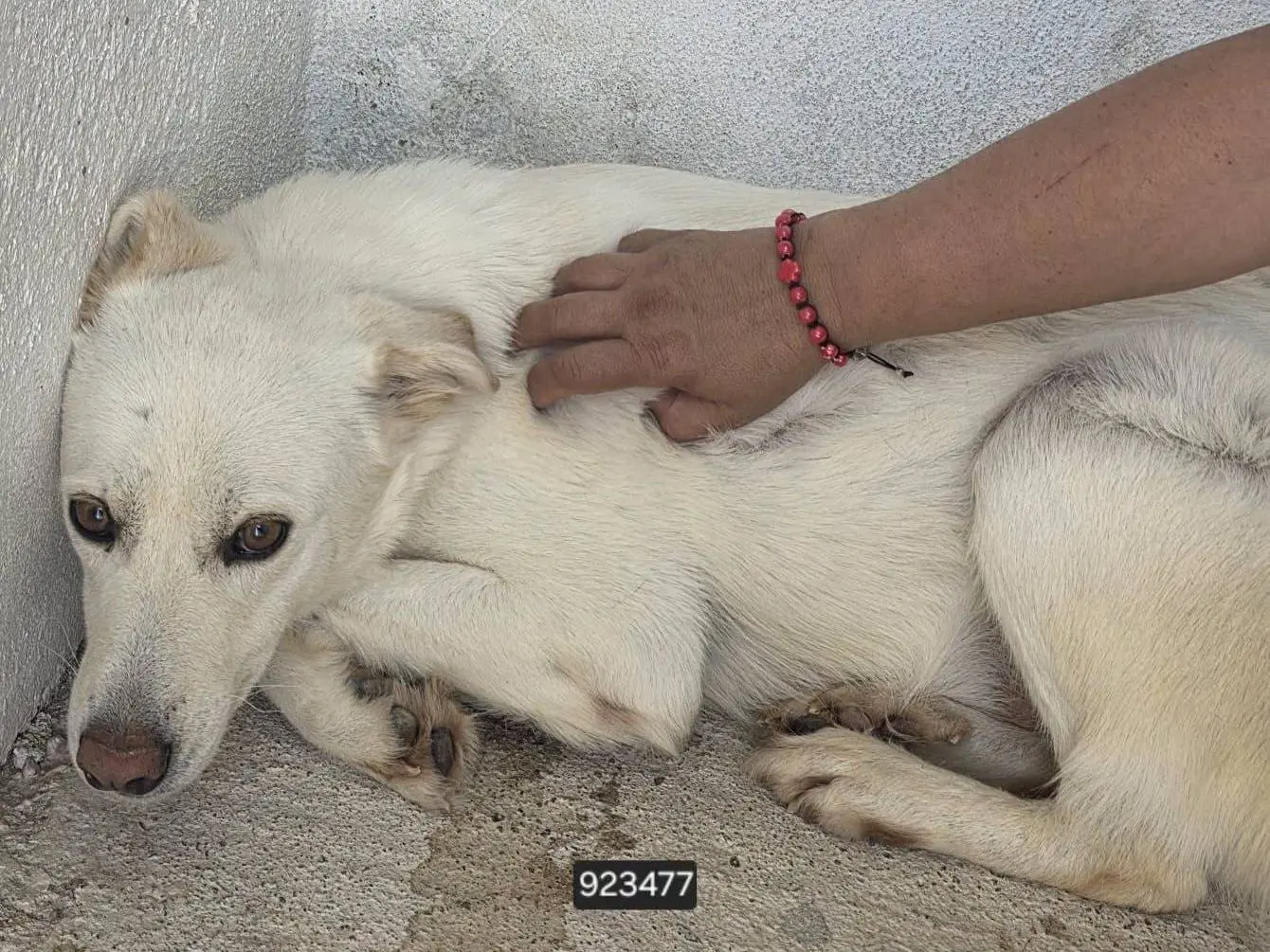 Adozione cane, maschio, Razza sconosciuta Razza sconosciuta, 4 anni e 2 mesi, taglia grande, Crotone