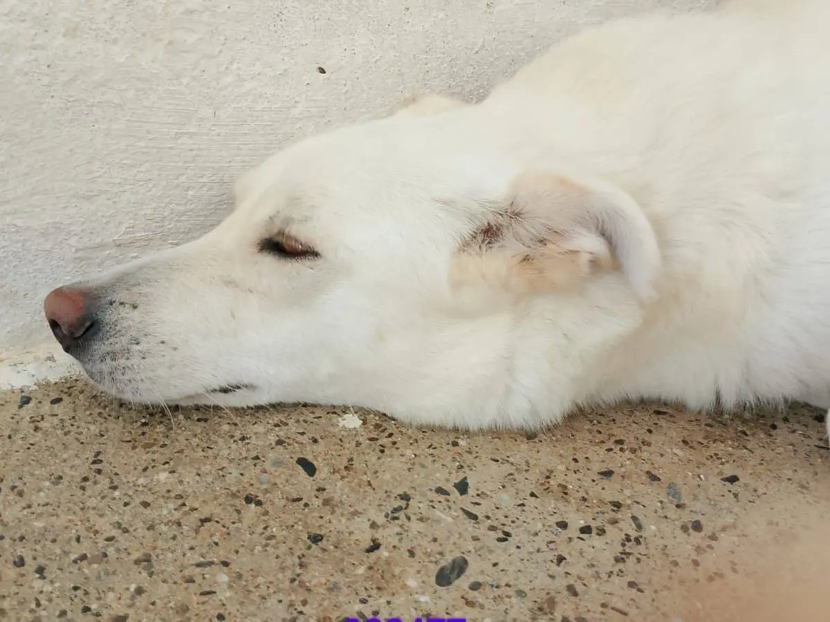Adotta un cane, maschio, 4 anni e 2 mesi, Crotone