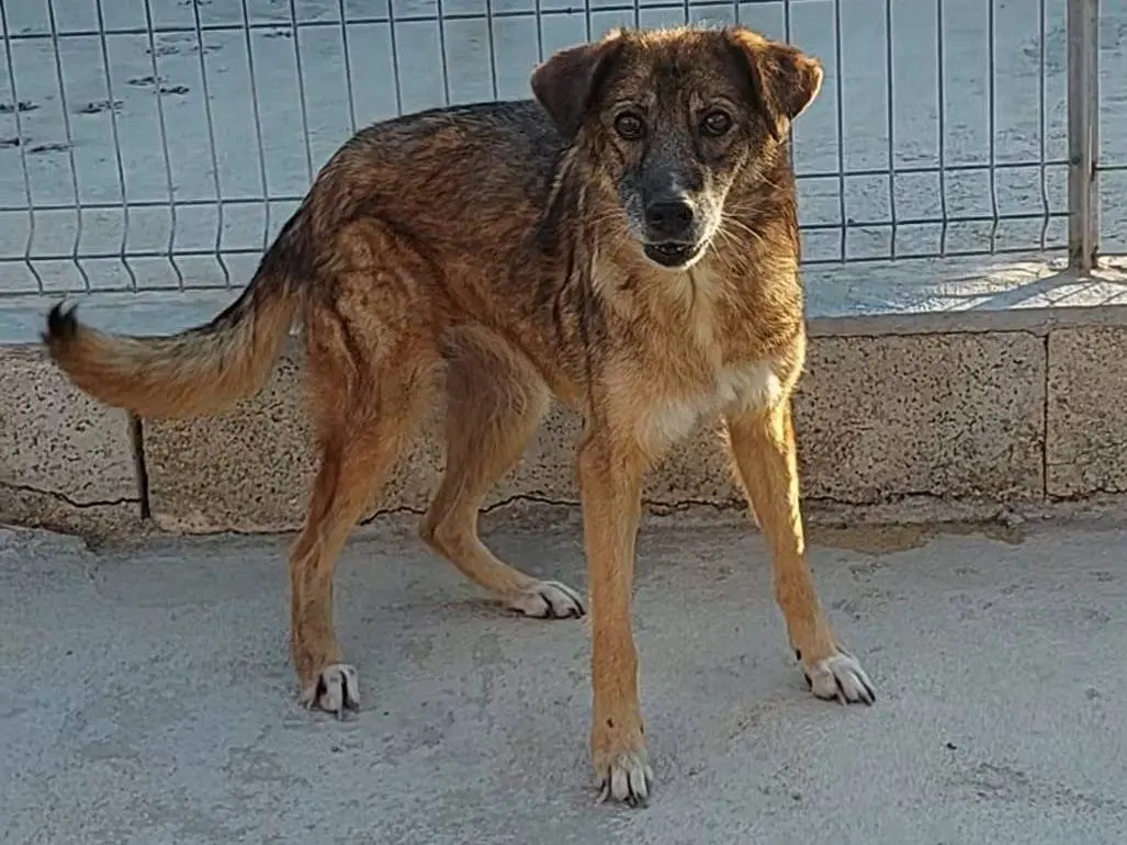 Adozione cane, femmina, Razza sconosciuta Razza sconosciuta, 12 anni e 6 mesi, taglia grande, Bari