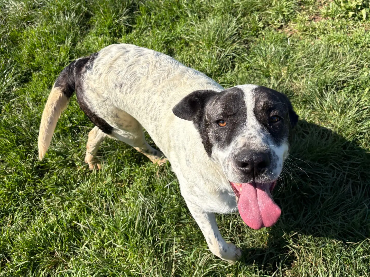 Adotta un cane, femmina, 2 anni e 1 mese, Frosinone