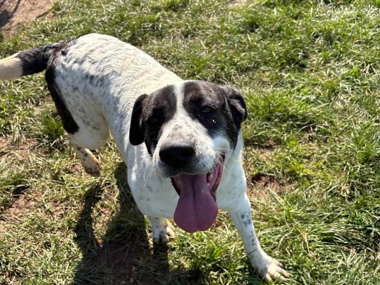 Vuoi adottare un cane a Frosinone?