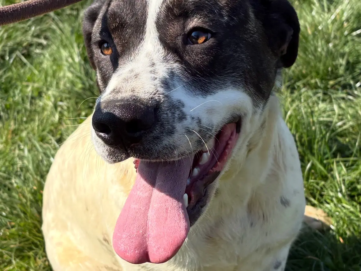 Adotta il cane Mirabelle a Frosinone