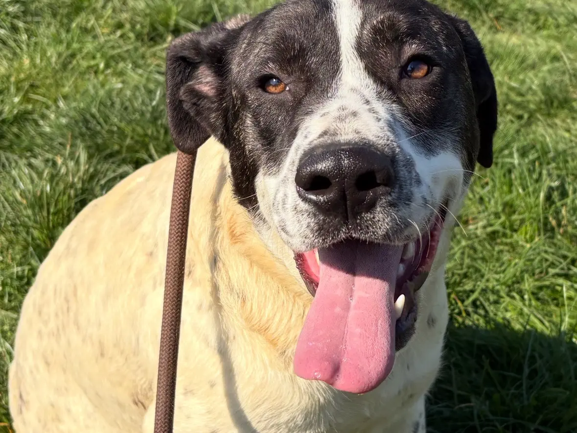 Adotta un cane, taglia media, femmina, Frosinone