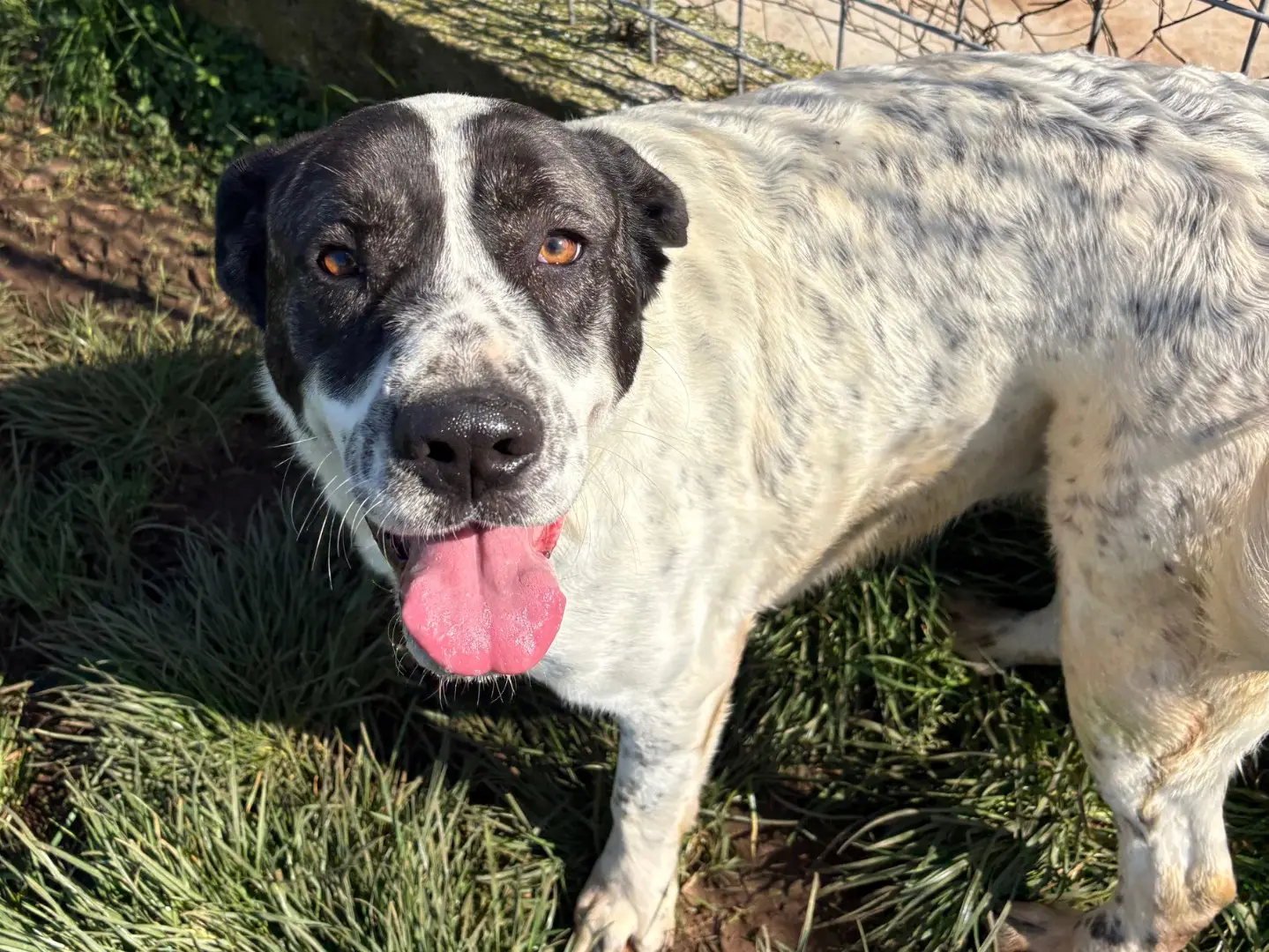 Adozione cane, femmina, Razza sconosciuta Razza sconosciuta, 2 anni e 1 mese, taglia media, Frosinone