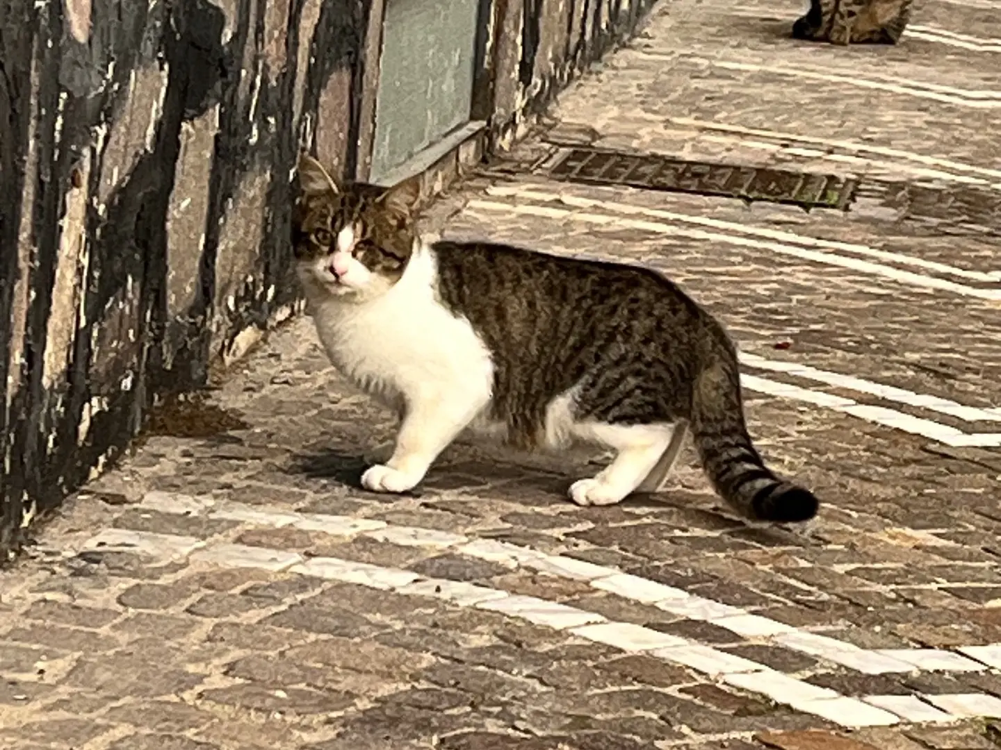 Foto 1 dell'animale