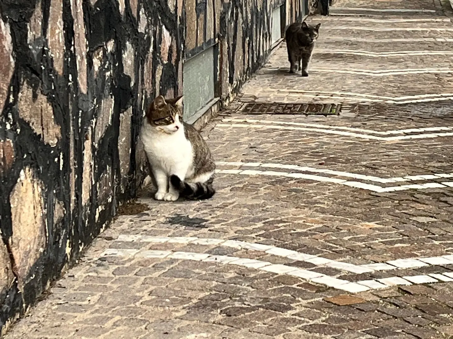 Foto 2 dell'animale