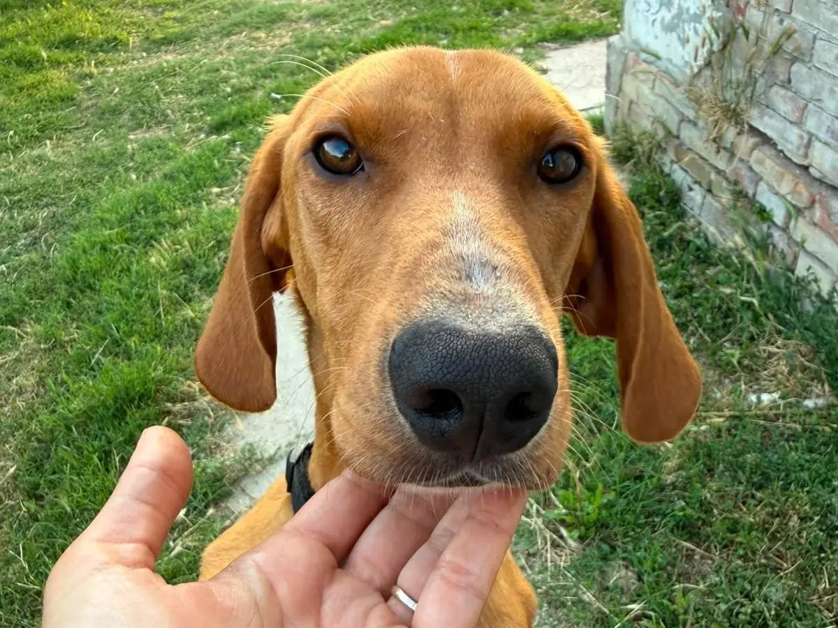 Adozione cane, maschio, Segugio Razza sconosciuta, 2 anni e 2 mesi, taglia media, Pescara