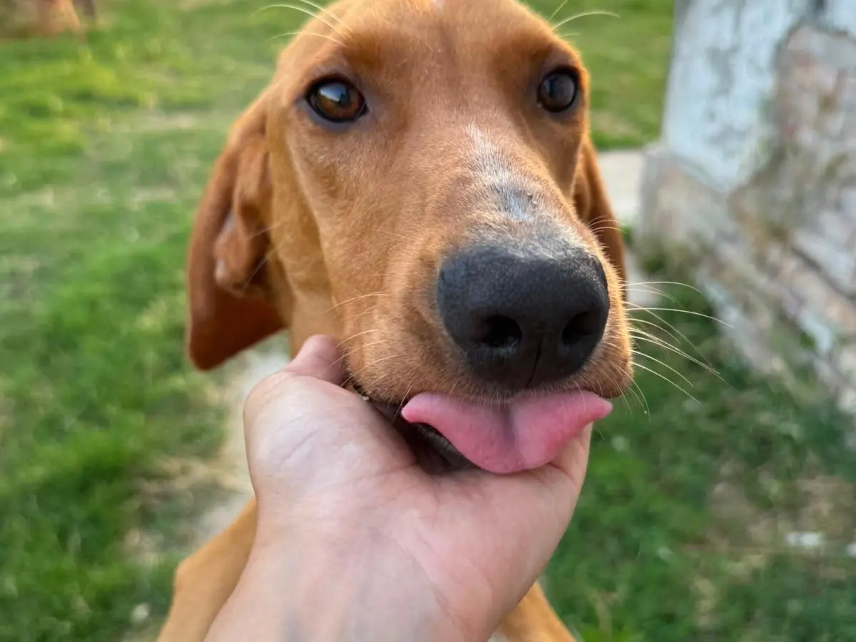 Adotta un cane, taglia media, maschio, Pescara