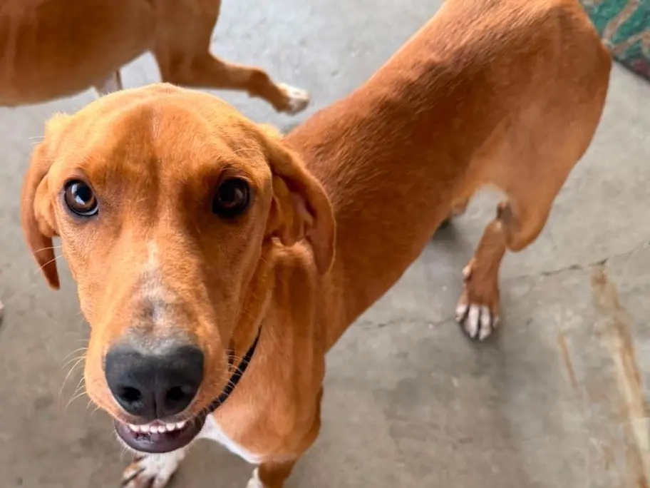 Adotta un cane, maschio, 2 anni e 2 mesi, Pescara