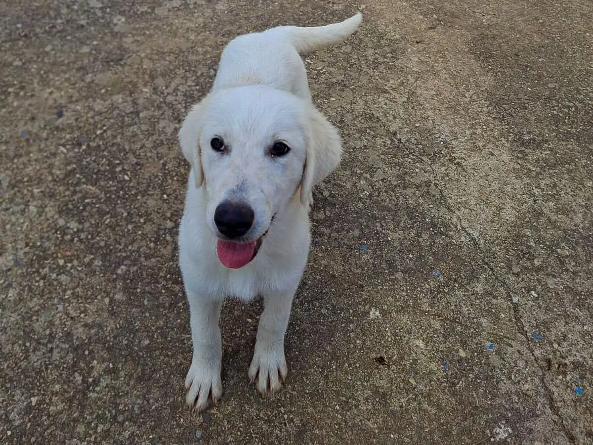 Adotta un cane, taglia media, femmina, Crotone