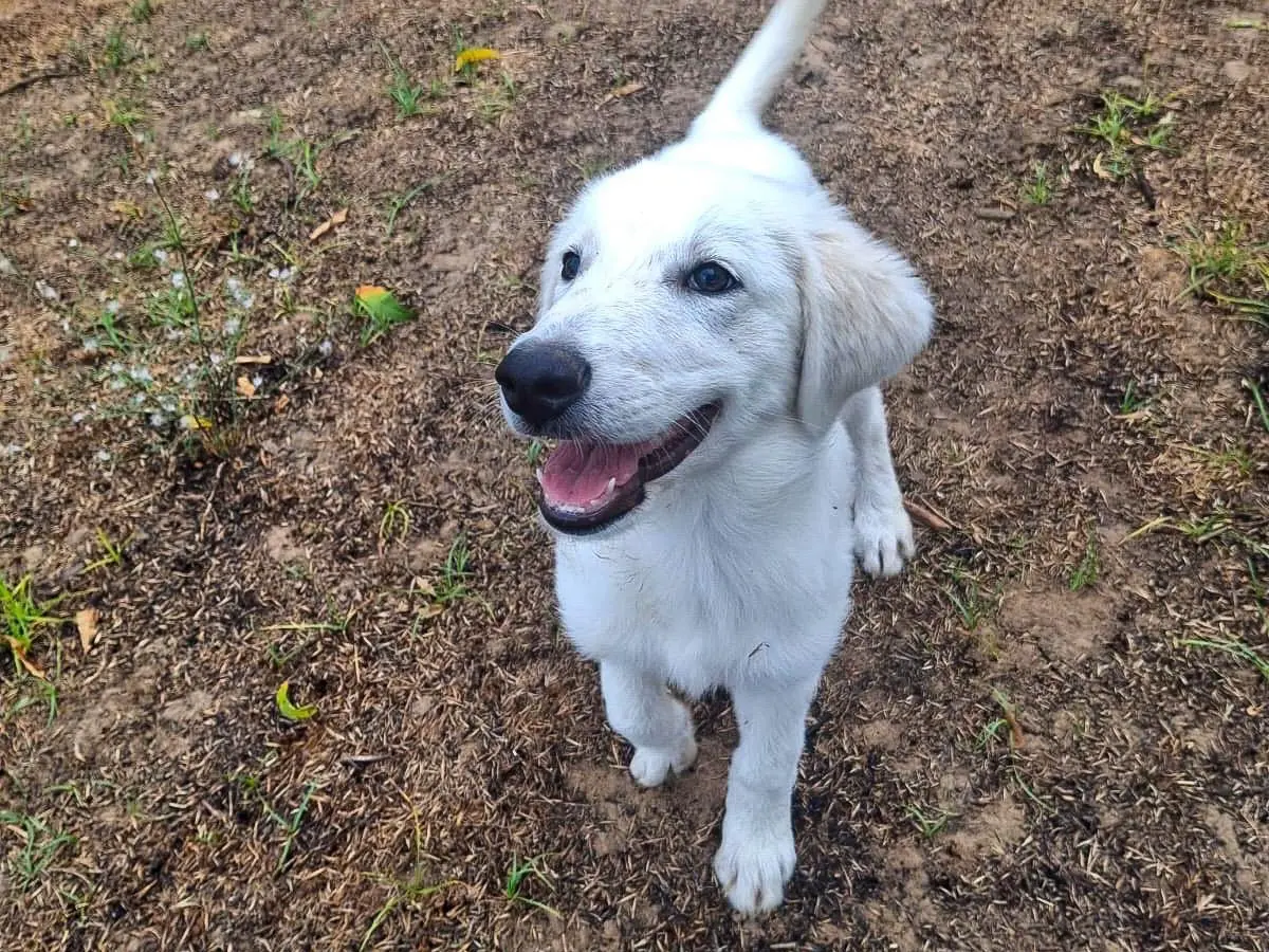 Vuoi adottare un cane a Crotone?