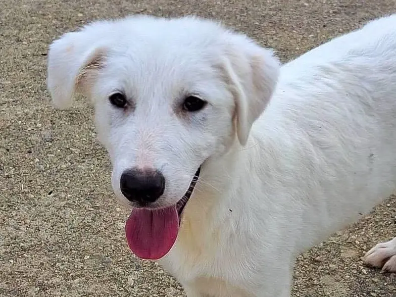 Adozione cane, femmina, Razza sconosciuta Razza sconosciuta, 4 mesi, taglia media, Crotone