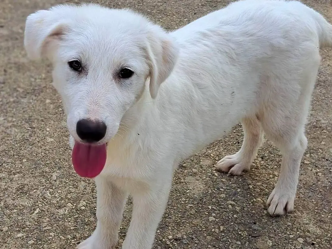 Adotta un cane, femmina, 4 mesi, Crotone