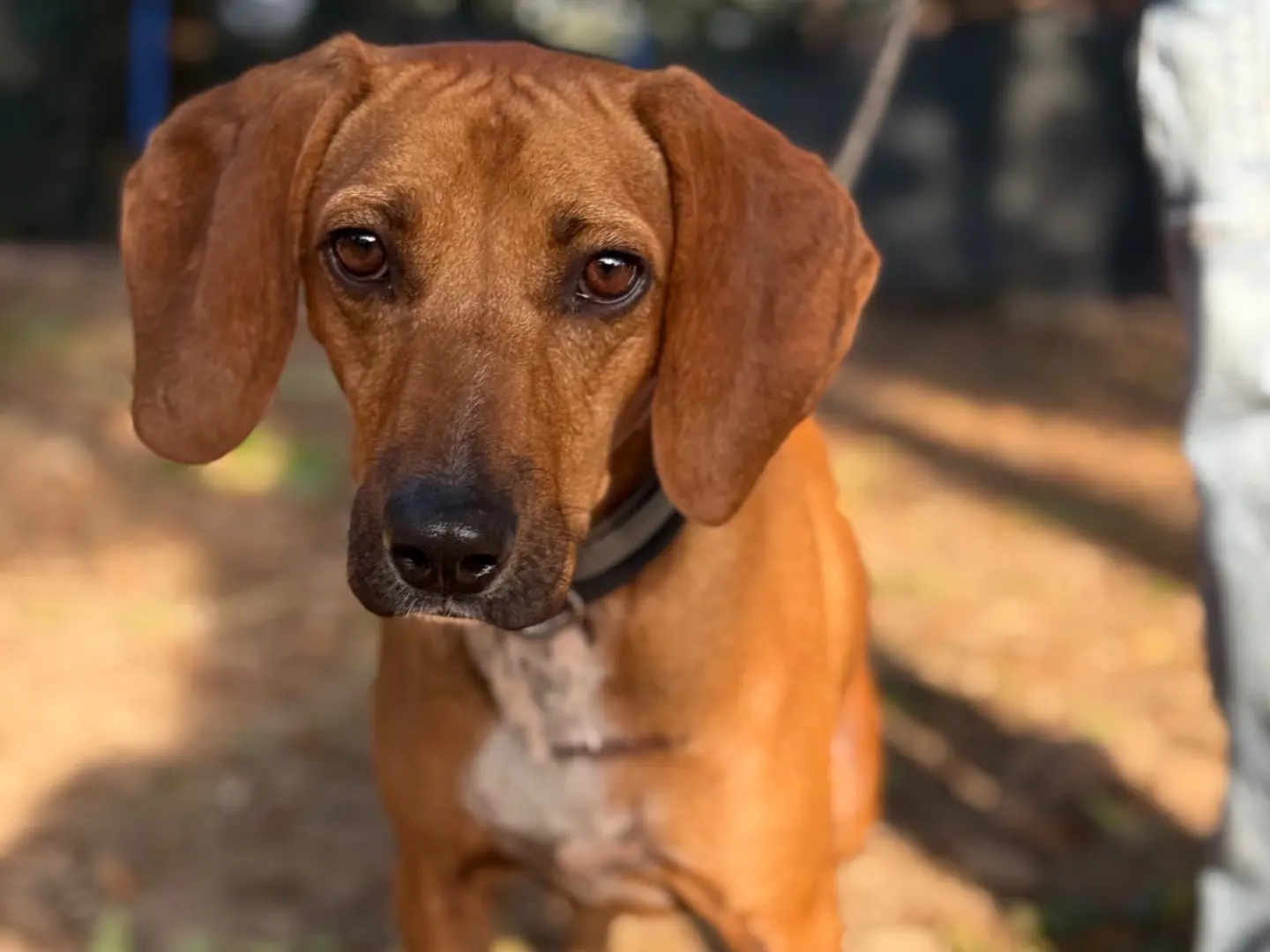 Adotta il cane Piff a Milano