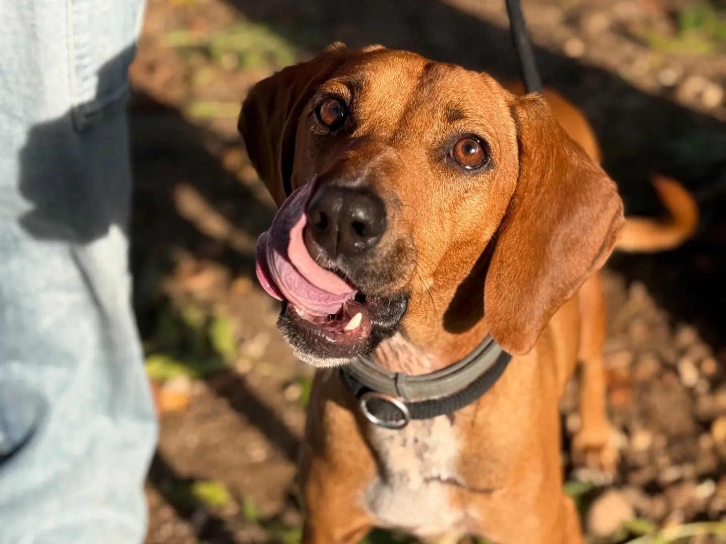 Adotta un cane, maschio, 2 anni e 1 mese, Milano