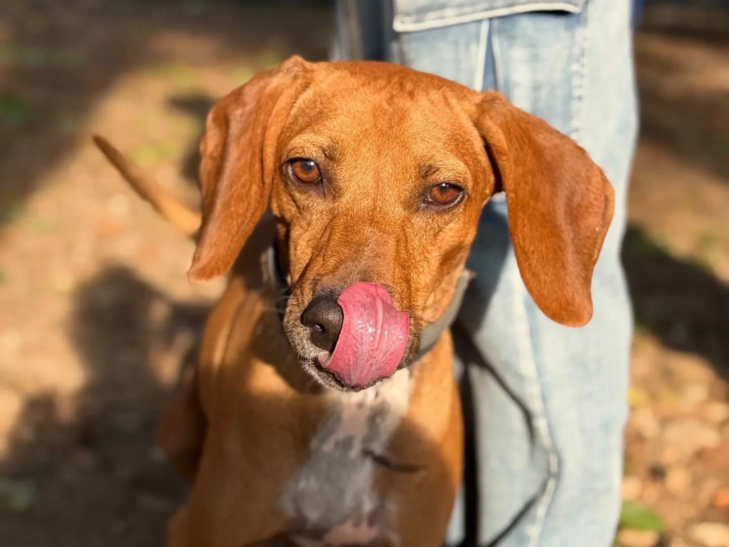 Vuoi adottare un cane a Milano?