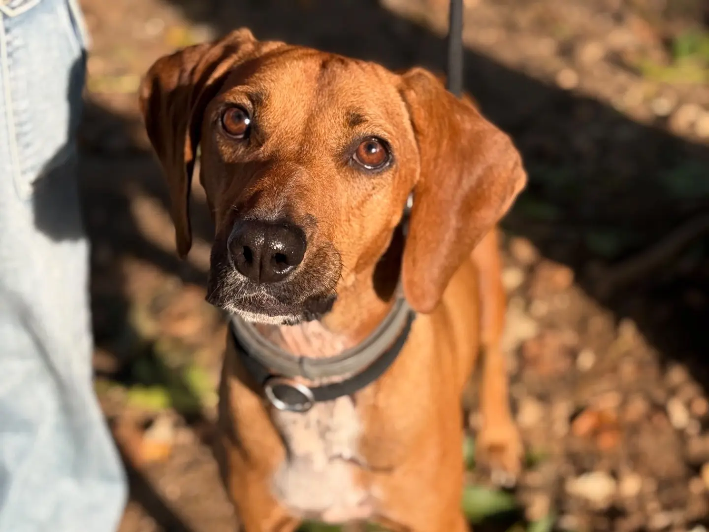 Adotta un cane, taglia media contenuta, maschio, Milano