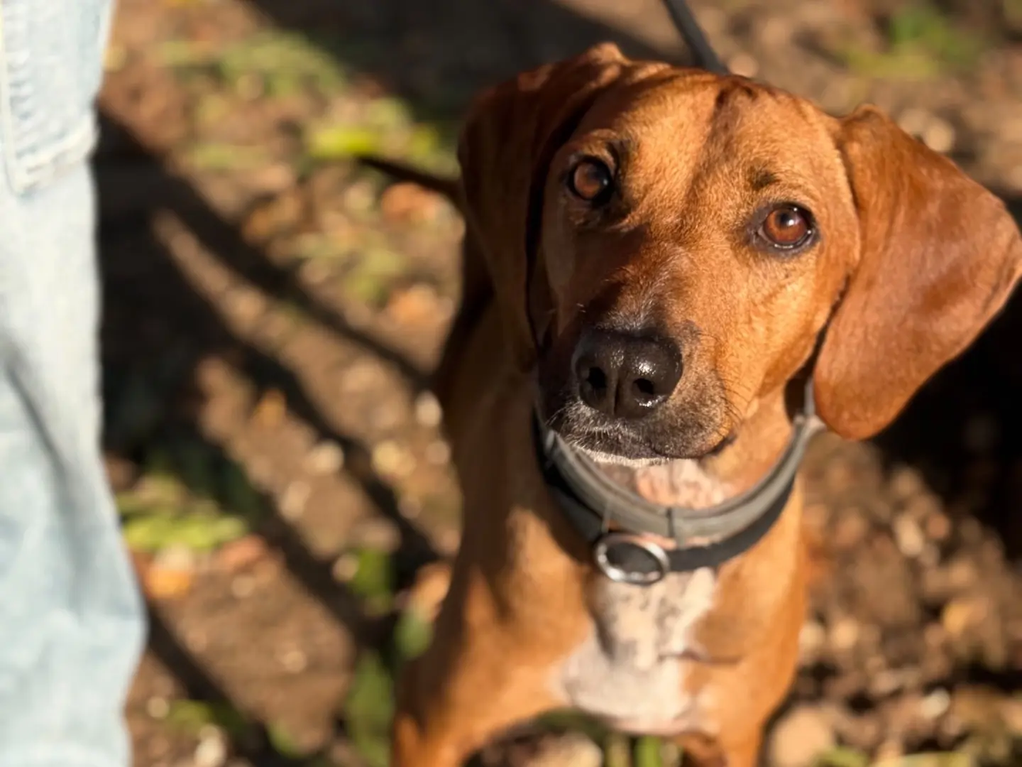 Adozione cane, maschio, Razza sconosciuta Razza sconosciuta, 2 anni e 1 mese, taglia media contenuta, Milano