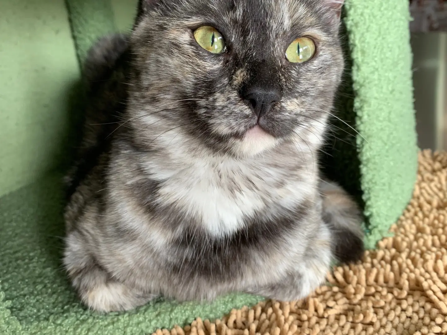 Adotta un gatto, taglia non valida, femmina, Brindisi