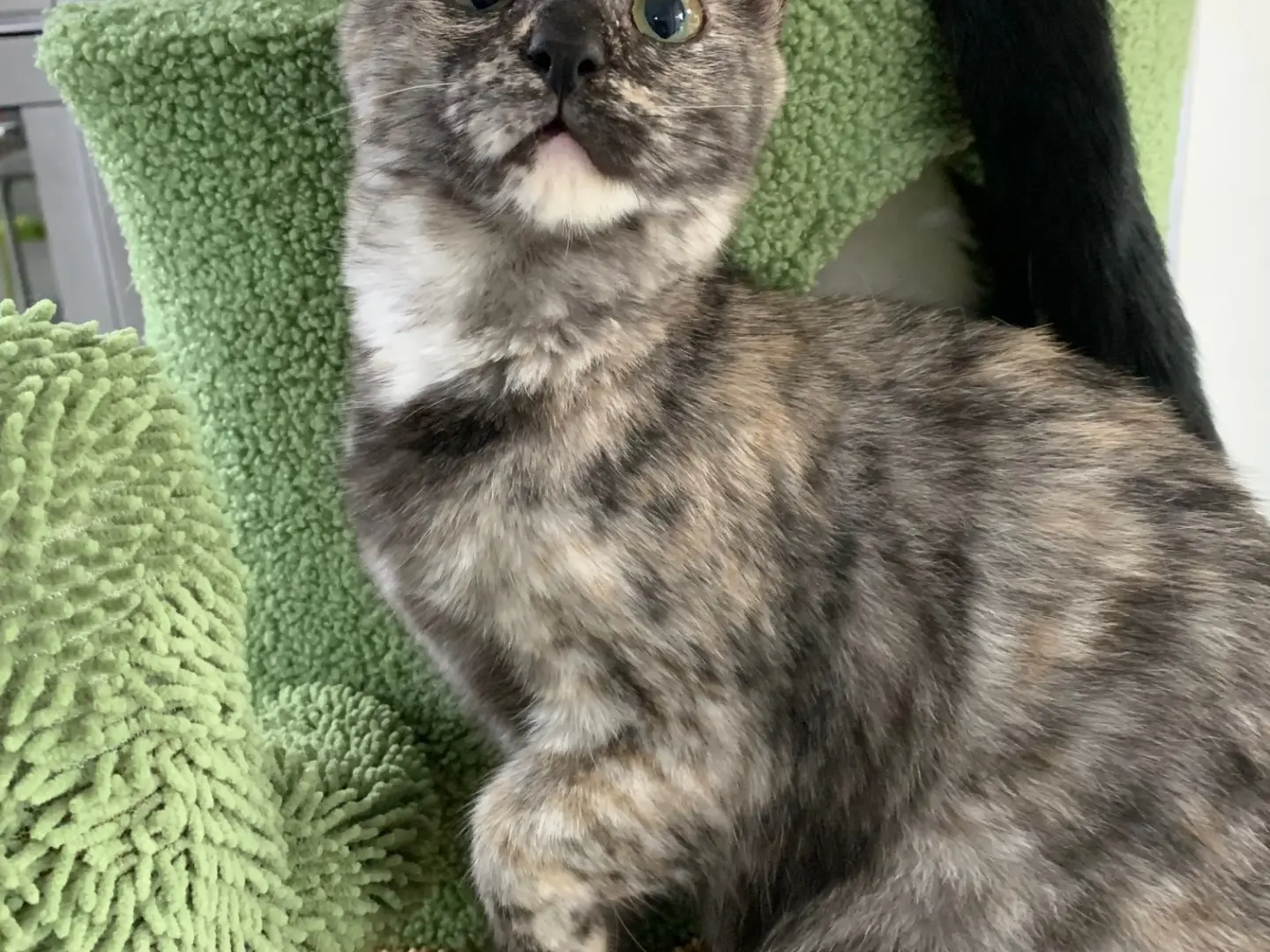 Adotta il gatto Mafalda a Brindisi