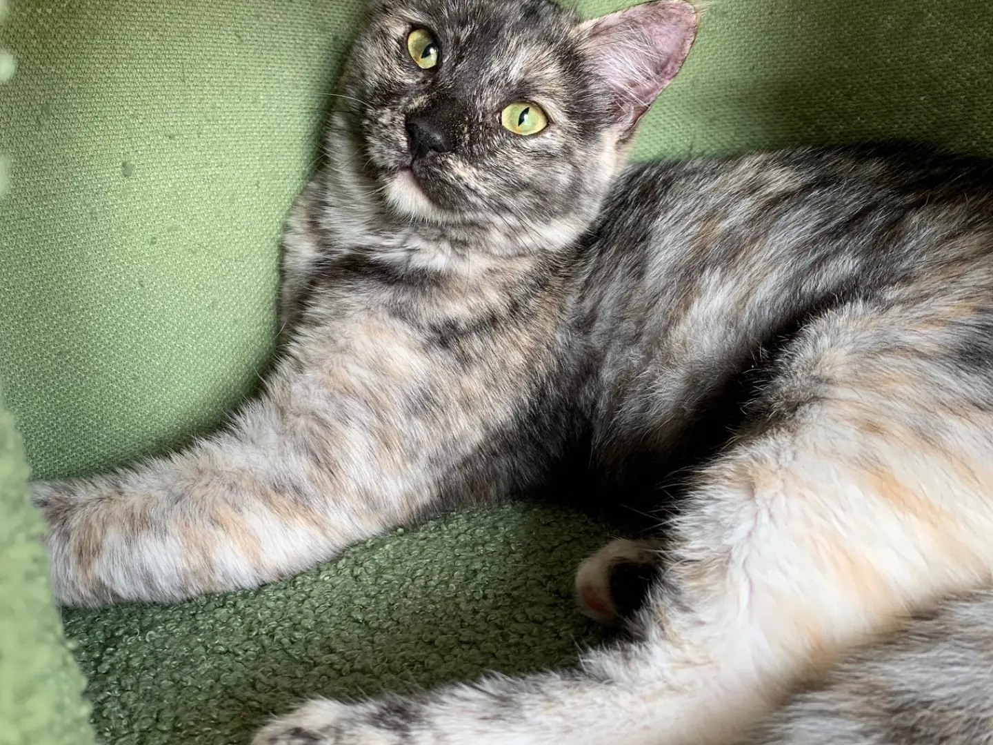 Adozione gatto, femmina, Razza sconosciuta Razza sconosciuta, 2 anni e 2 mesi, taglia non valida, Brindisi