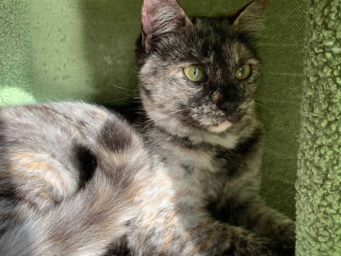 Vuoi adottare un gatto a Brindisi?